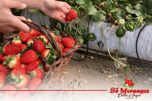 Só Morangos